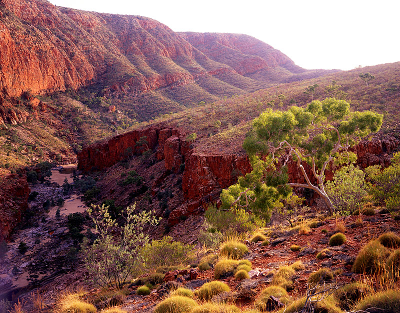 Early Morning, Ormiston Gorge