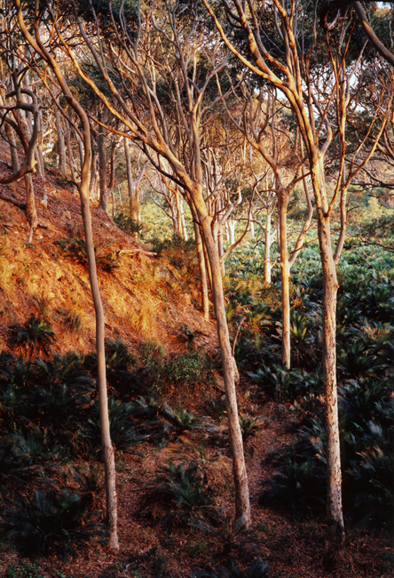 Early morning through the spotted gums.