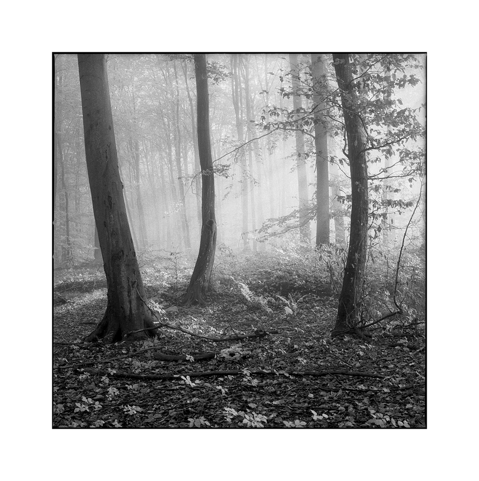 Early morning woodlands