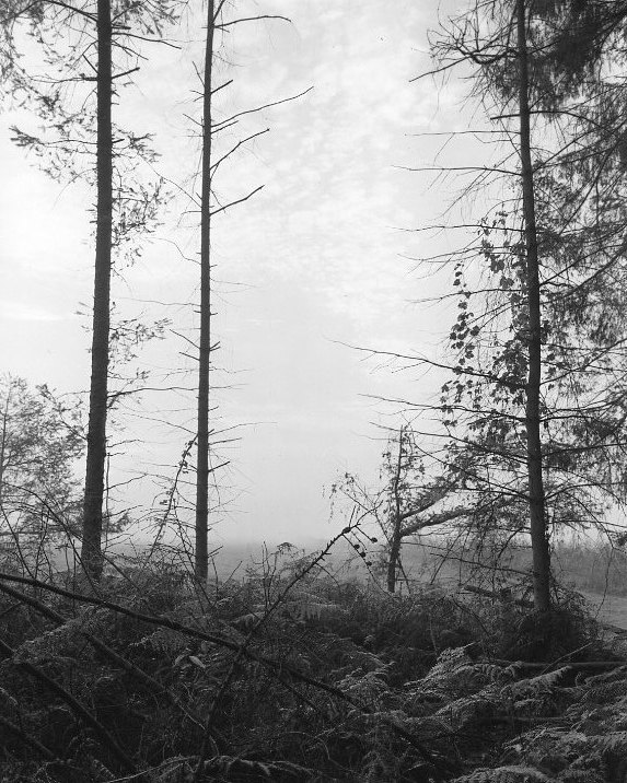 Early Morning
