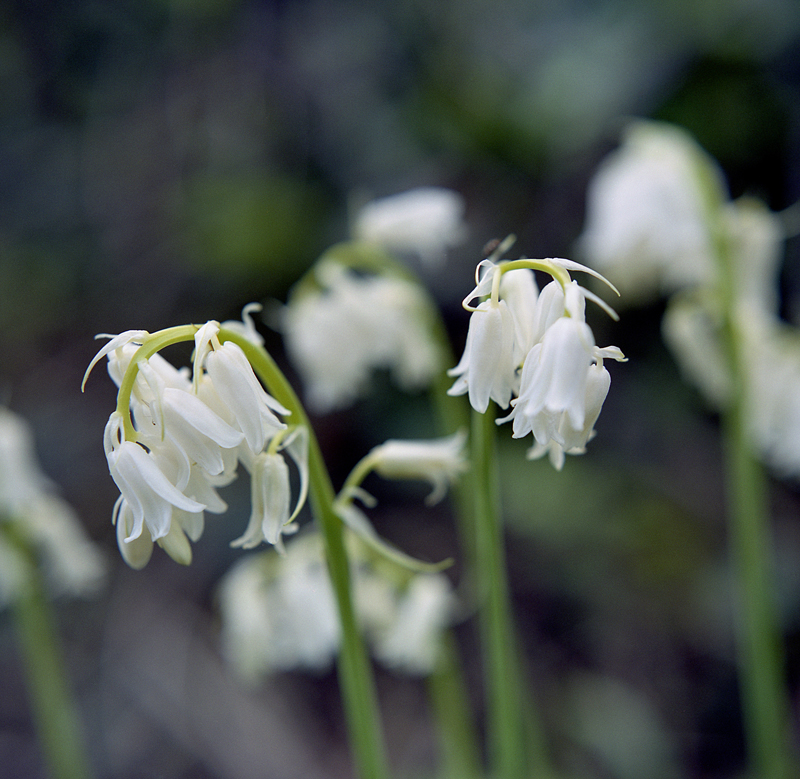 Early Spring Exposure no. 8
