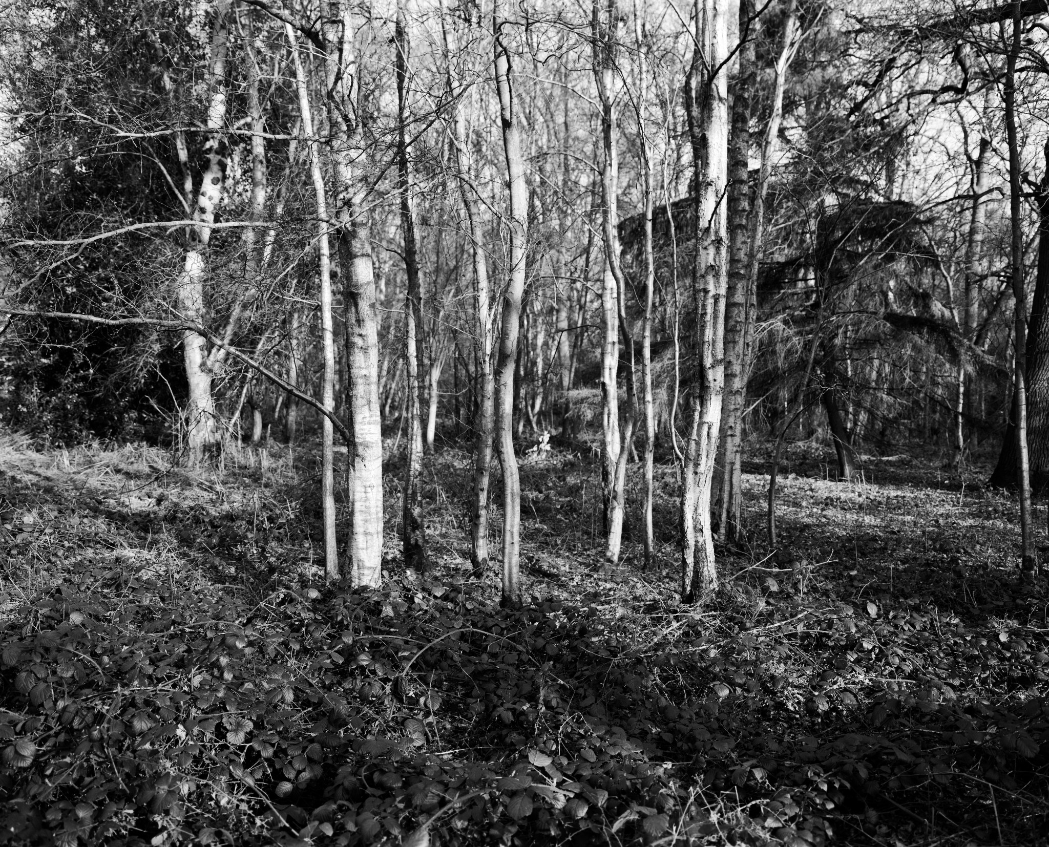 Early spring / later winter - woods scene