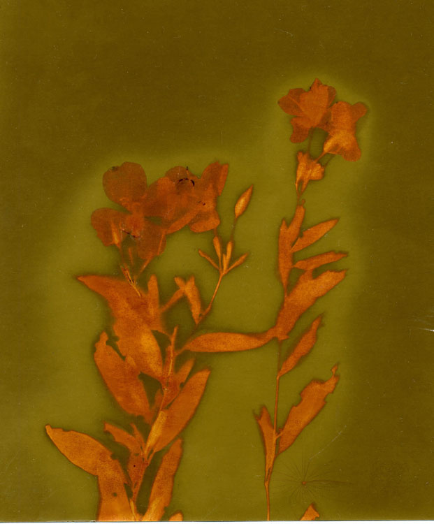 Early Summer Flowers