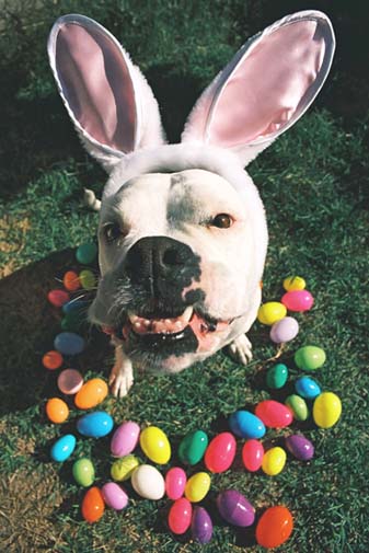 Easter Boxer