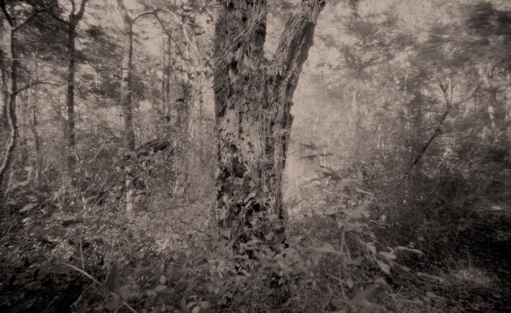 eaten tree