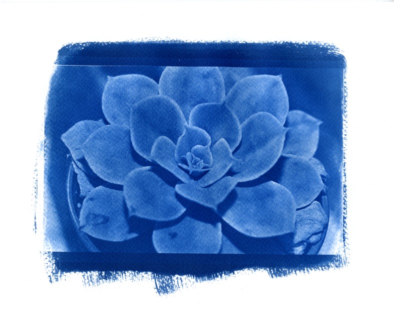 Echeveria 3/3