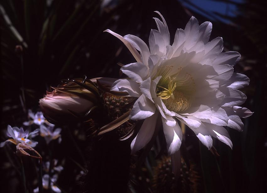 Echinopsis: open and closed