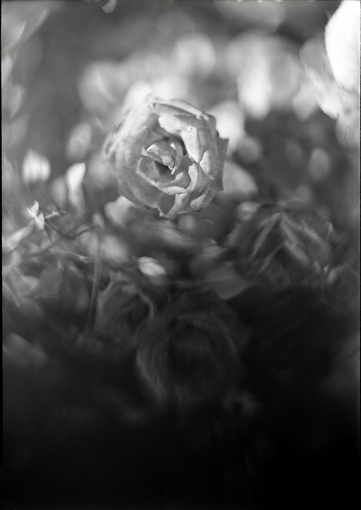 eddie lens rose