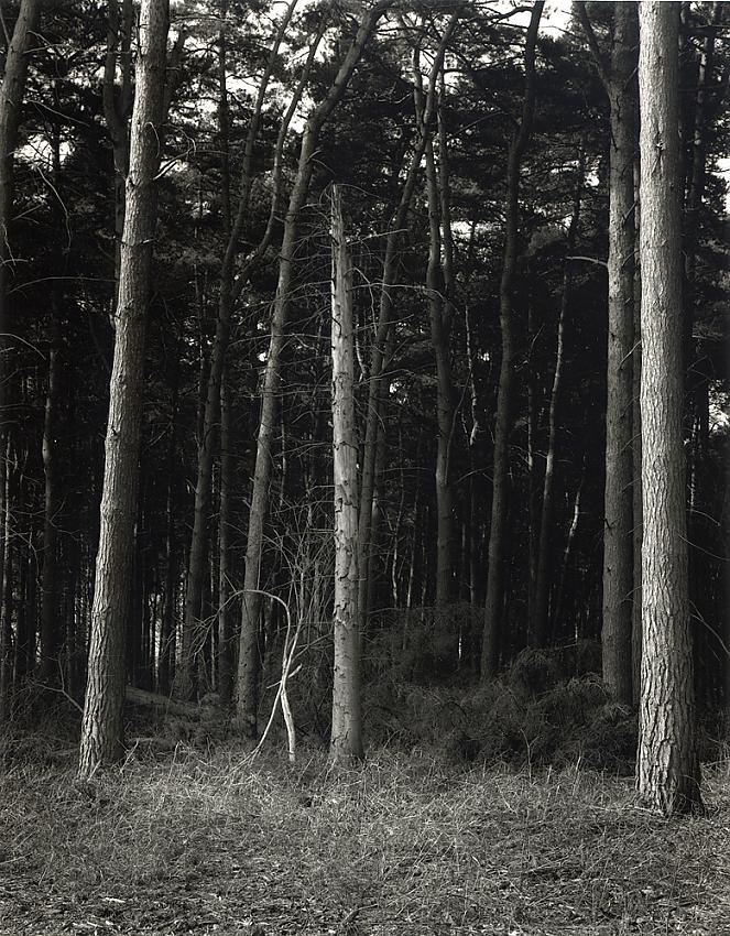 Edge of Forest