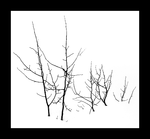 Edge of Snow