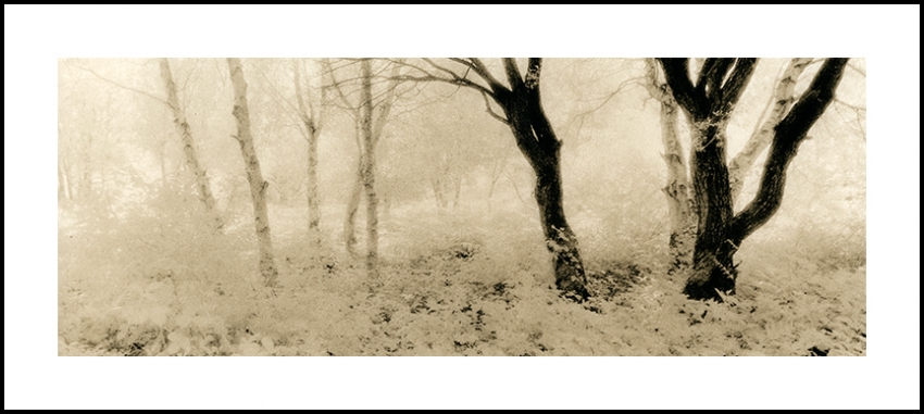 Edge Of The Woods