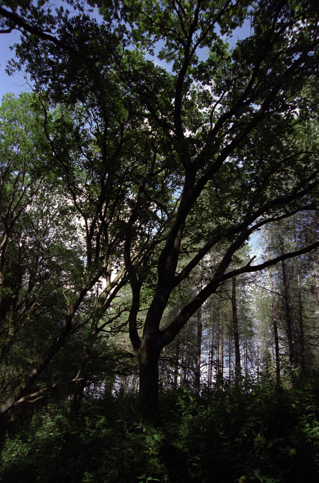 Edge of the woods