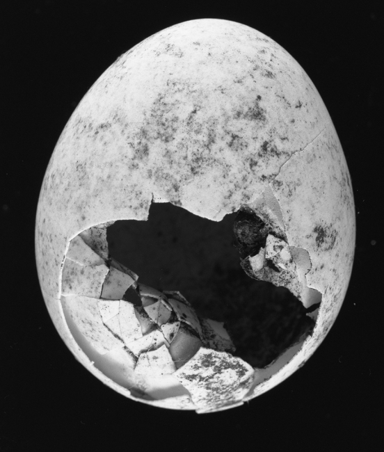 Egg#1