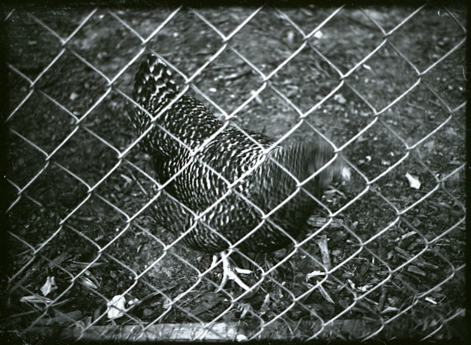 Eggo
