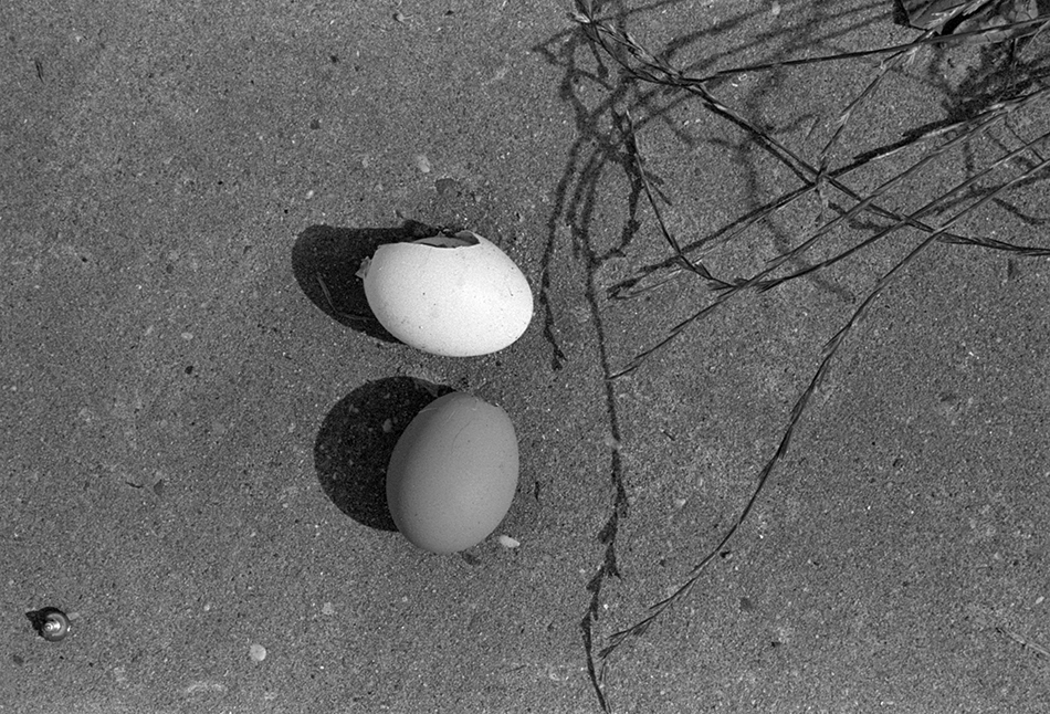 Eggs