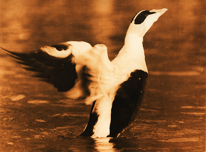 Eider duck