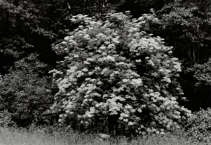 Elder tree