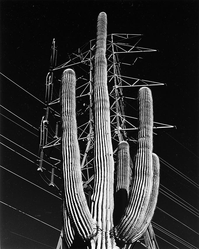 Electric Desert