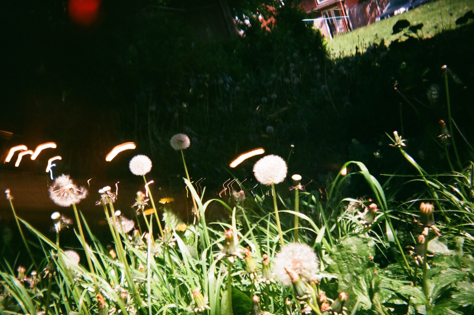 Electric Flowers