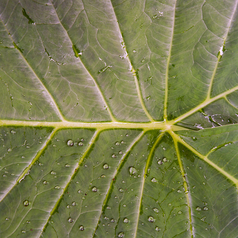 Elephant Ear Leaf