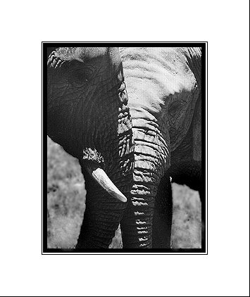 Elephant2
