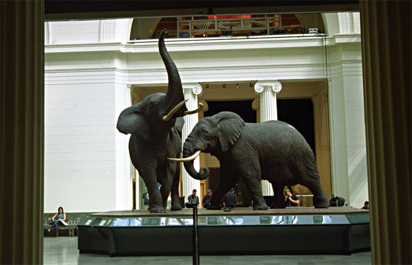 Elephants on Display