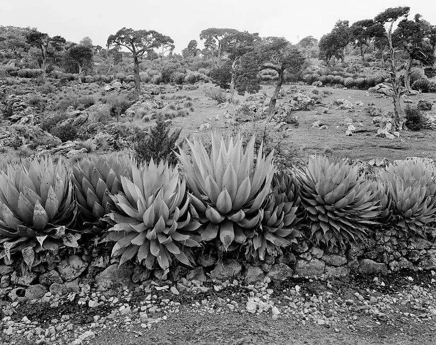 Elfin forest