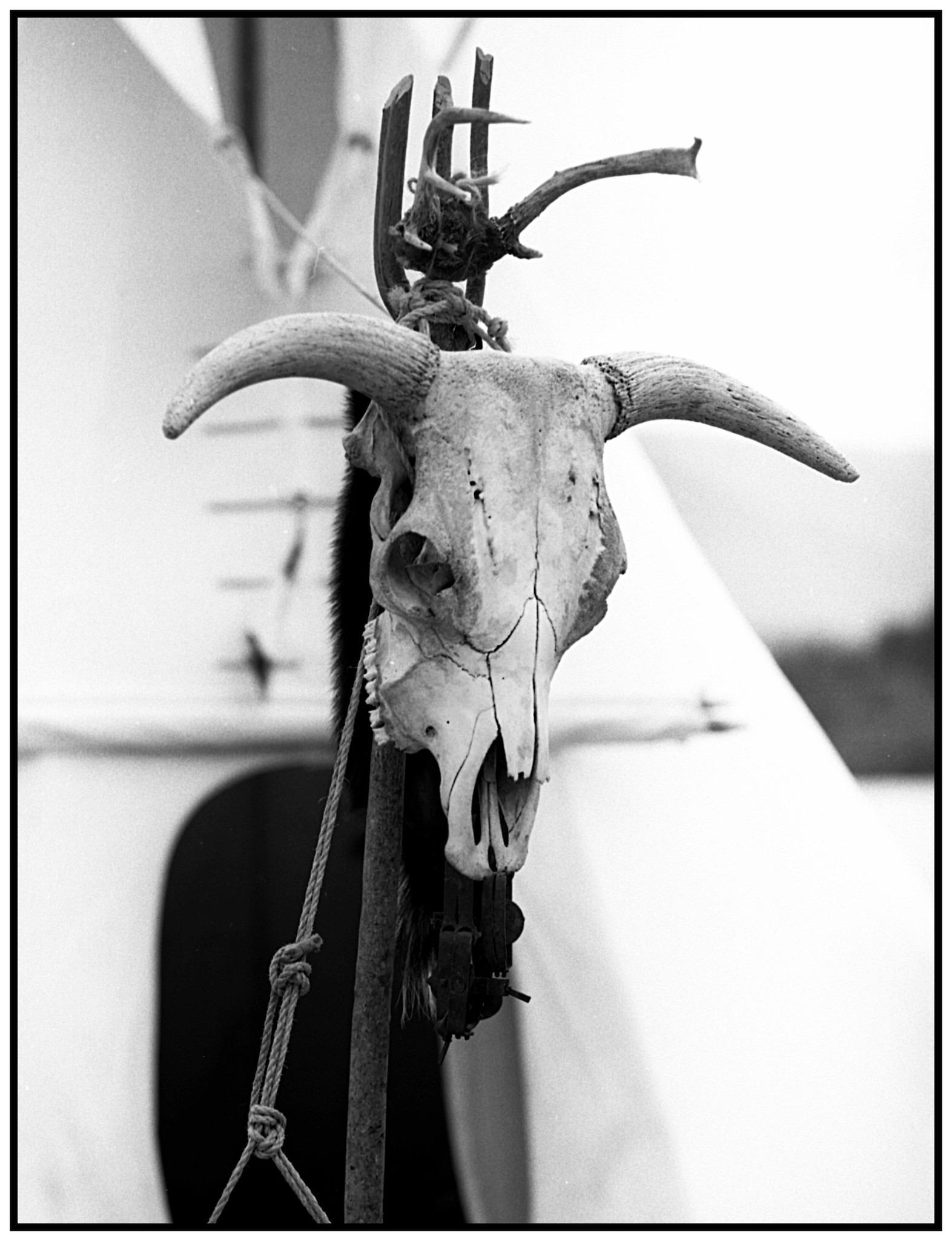 Encampment Skull