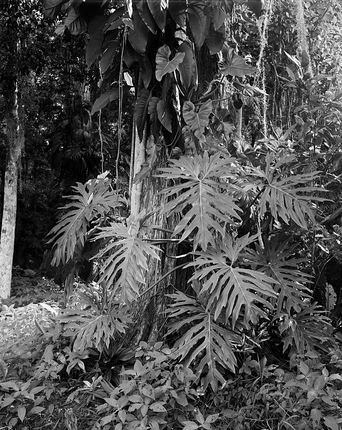 Epiphytes, Jungle giant