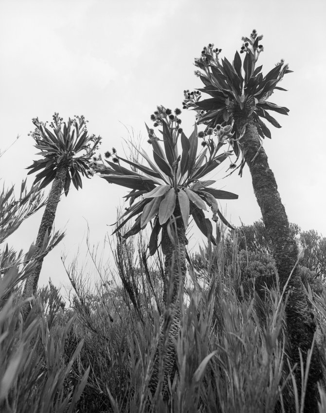 Espeletia uribei