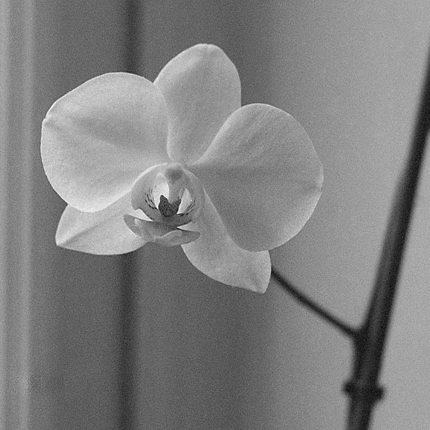 Etrs_014_orchid_s