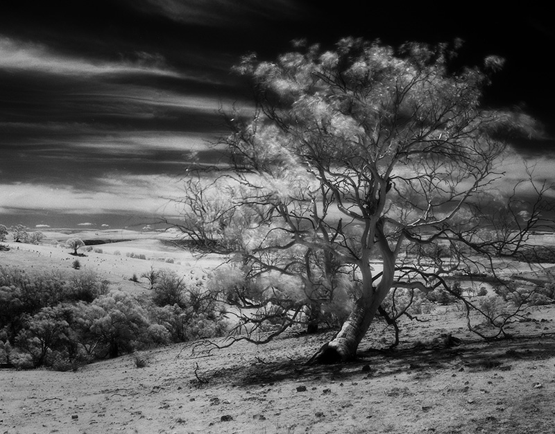 Eucalypt in Infrared