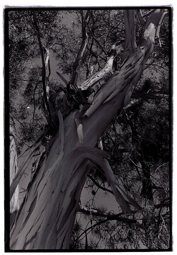 Eucalyptus 1
