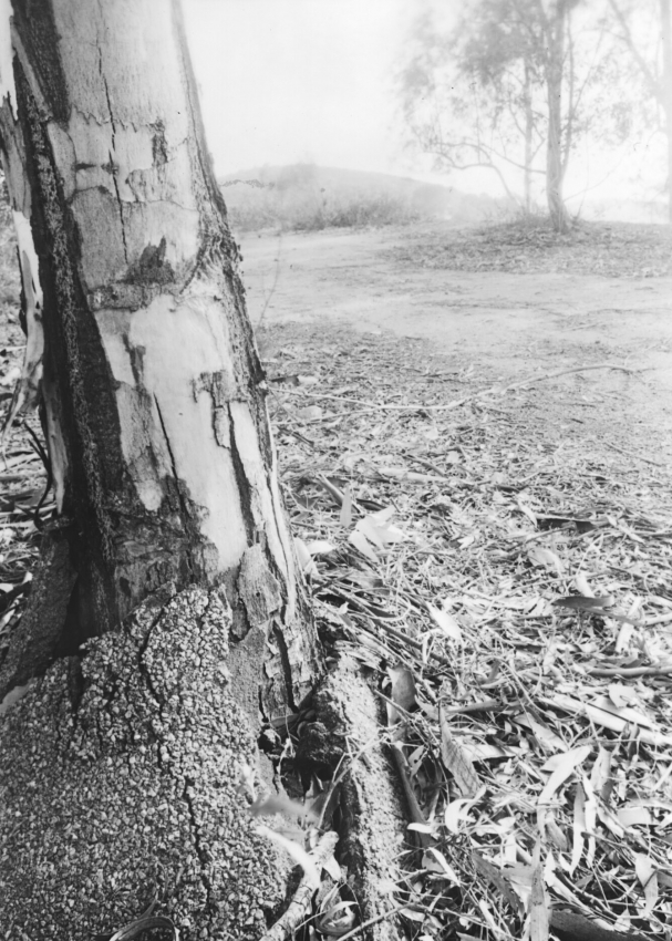 Eucalyptus, batting last