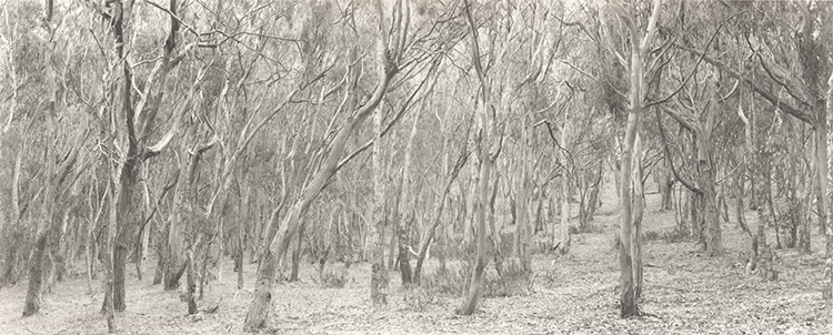 Eucalyptus Grove