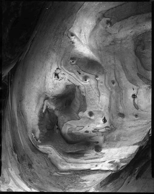 Eucalyptus, Montana de Oro