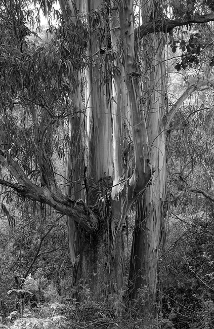 Eucalyptus
