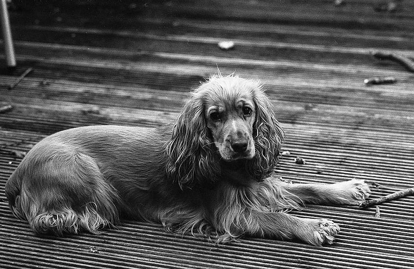 Eva, My Favourite Model