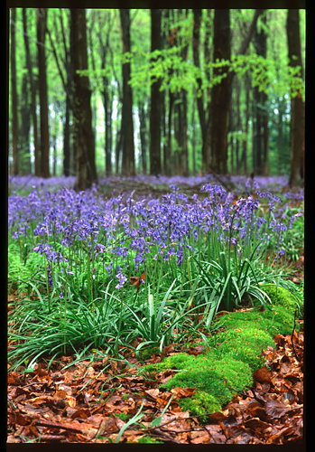 Even more bluebells