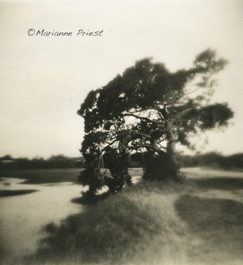 Evening On The Marsh