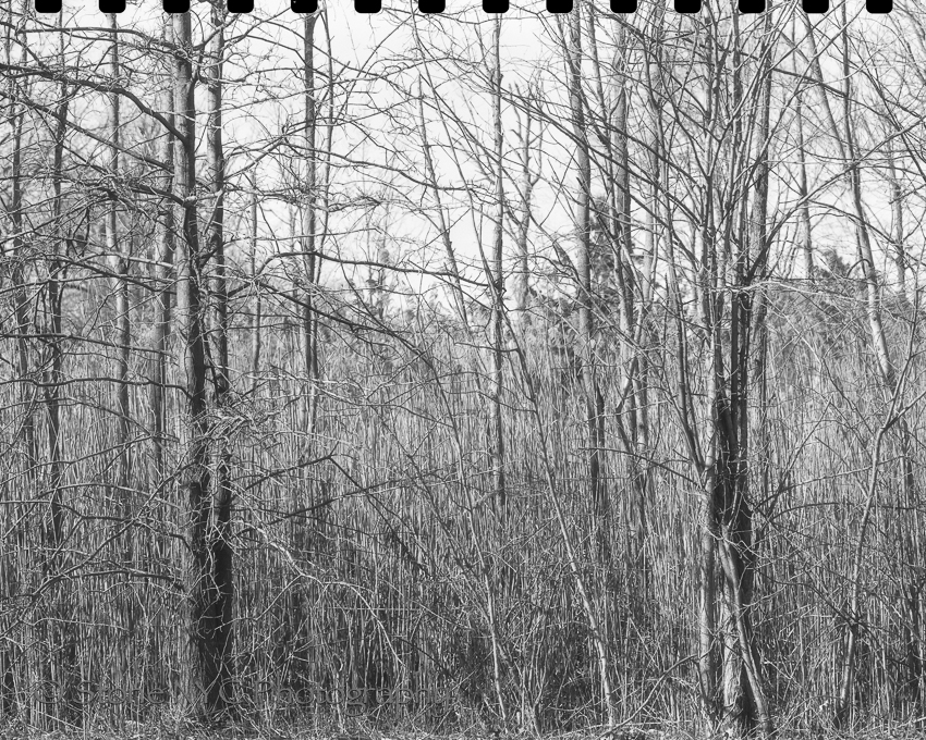 Experiments in GAF 70mm cutting to 120