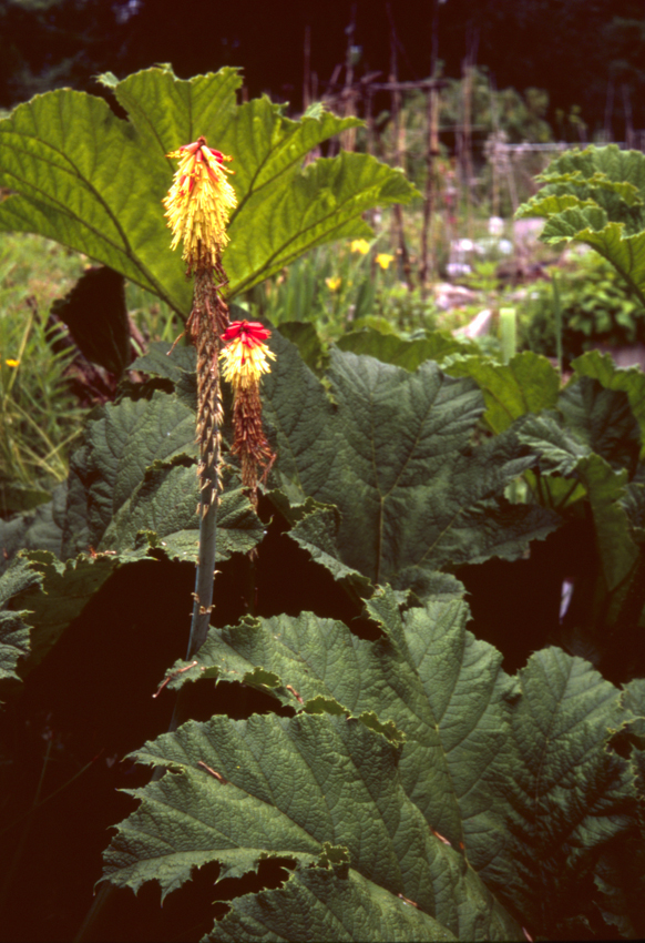 Expired Color negative and positve film