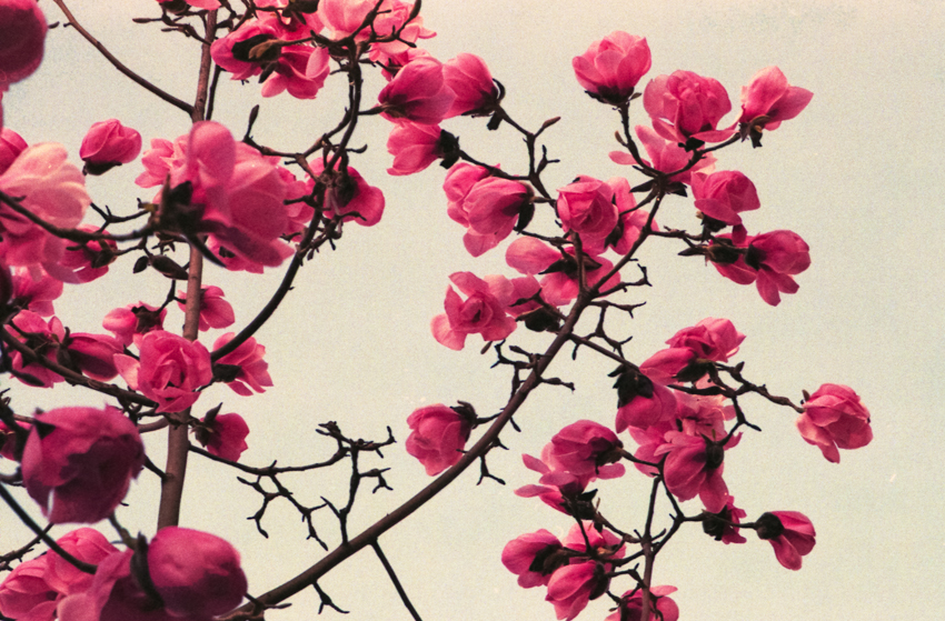 Expired Color negative and positve film