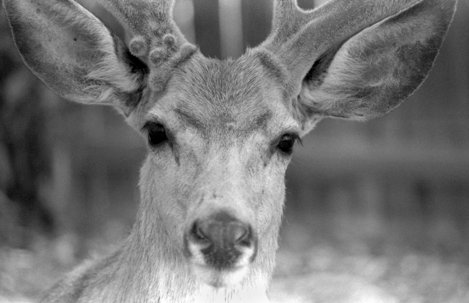 Eyes - Backyard-eye