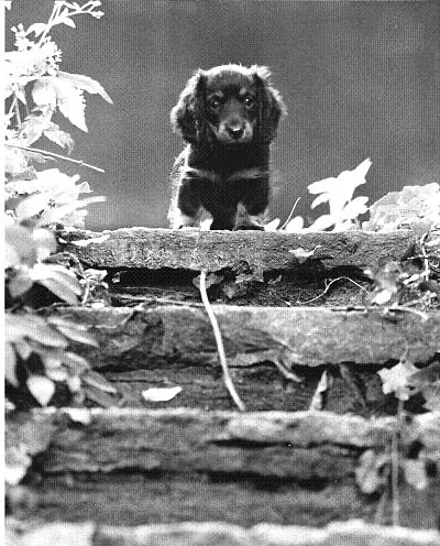 Face Of A Little Terror?