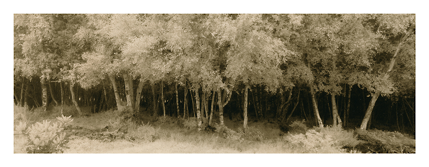 Face of the woods