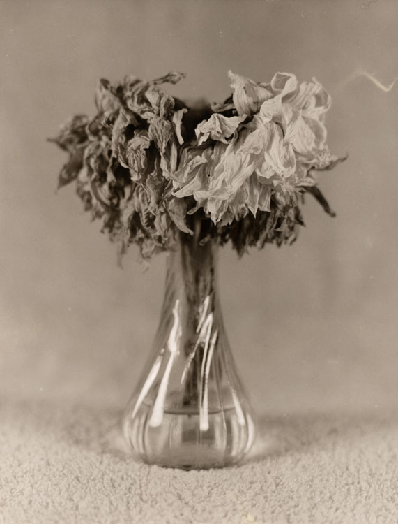 Faded Beauty