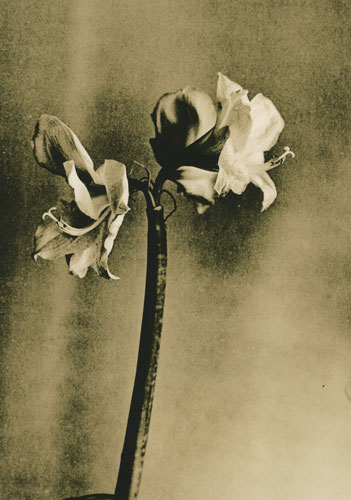 Fading flower