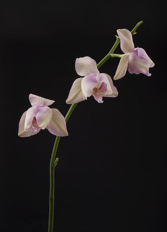 Fading Orchids