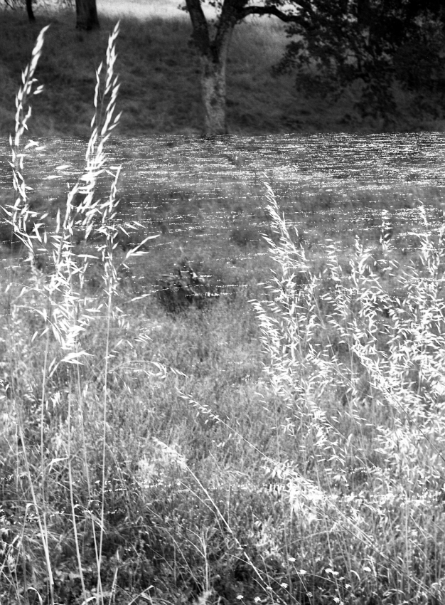 Fair Oaks Field and American River